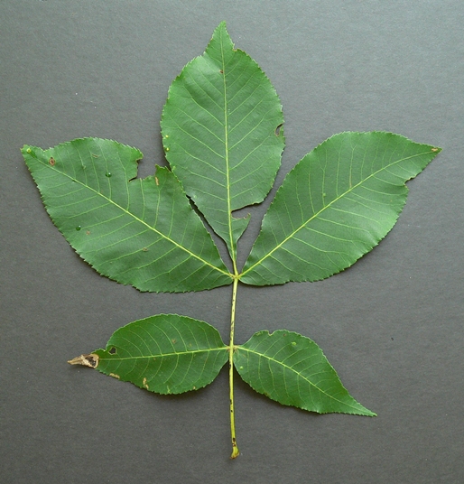 {Carya glabra}